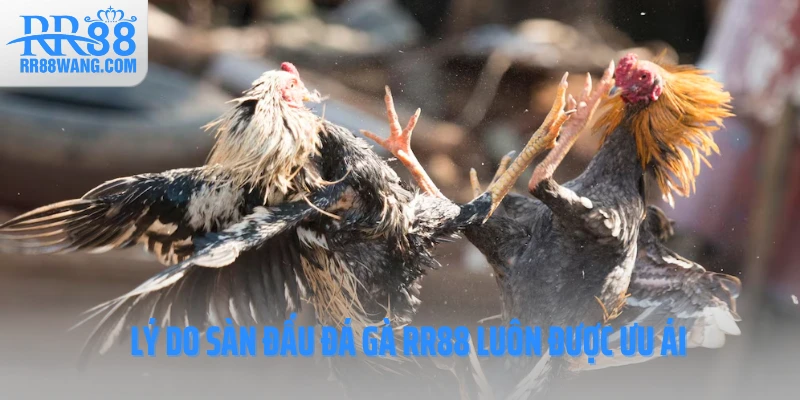 Lý do sàn đấu đá gà RR88 luôn được ưu ái Lý do sàn đấu đá gà RR88 luôn được ưu ái
